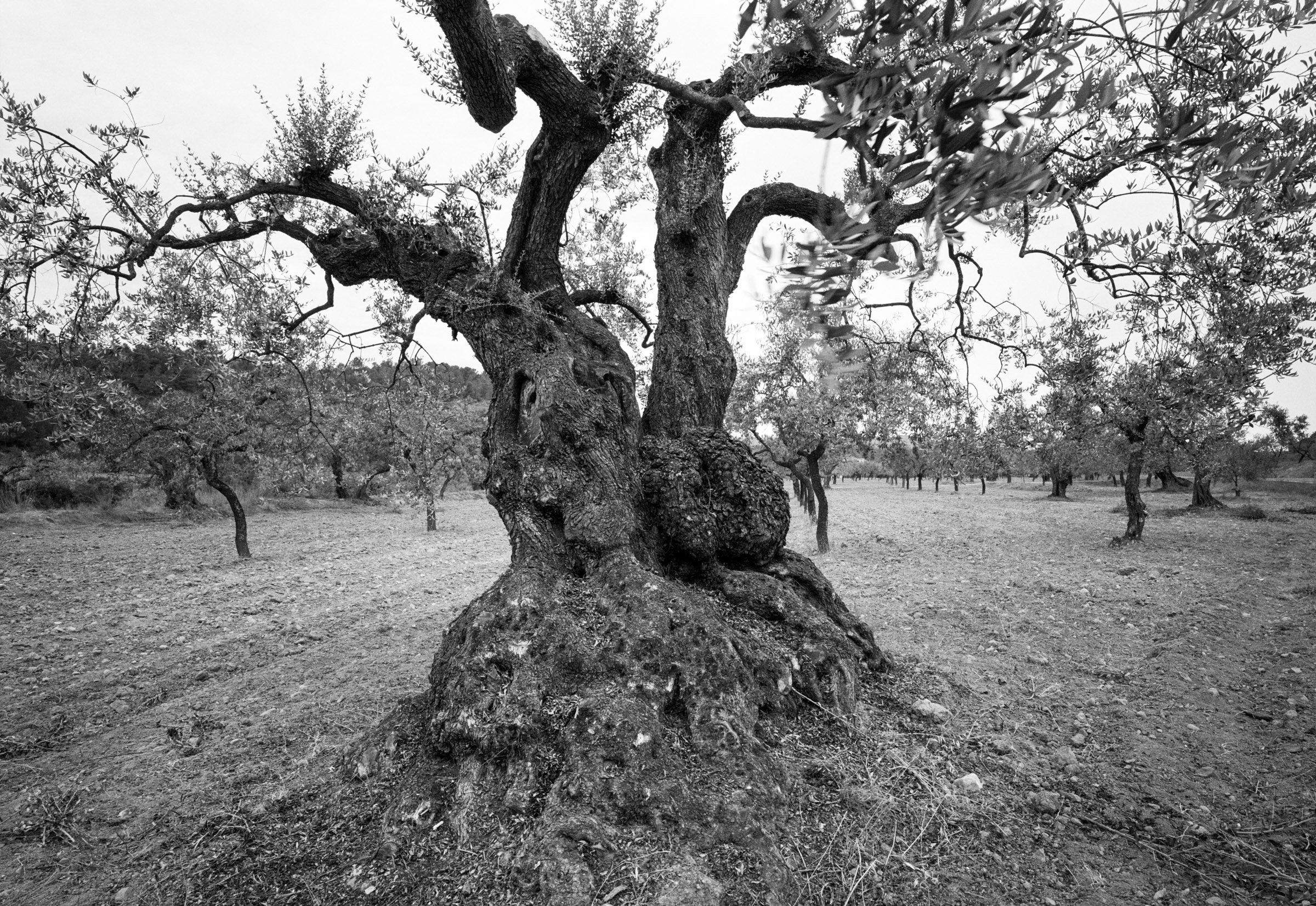 Olive tree Spain
